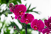 Phalaenopsis 'Rubina Mix'