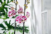 Phalaenopsis 'Konfetti Mix'