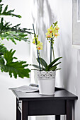 Phalaenopsis 'Mandarin Mix'