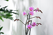 Phalaenopsis multiflora, pink