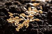 Seeds on soil