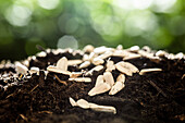 Seeds on soil