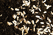 Sunflower seeds on soil