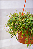 Peperomia prostrata