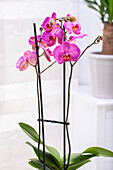 Phalaenopsis 'Andorra