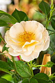 Climbing rose, white