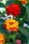 Lantana camara SunFun® 'Red'