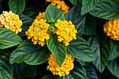 Lantana camara SunFun® 'Gold'