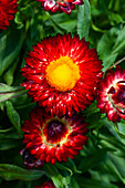 Helichrysum bracteatum 'Mohave® Dark Red'