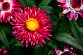 Helichrysum bracteatum Mohave® Purple Red