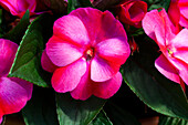 Impatiens neuguinea 'sel® ColorPower® Pink Frost'