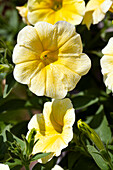 Petunia 'Famous Yellow '15'