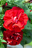 Petunia 'SweetSunshine® Red