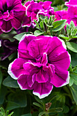Petunia 'SweetSunshine® Purple Picotee'