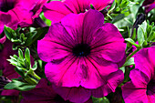 Petunia 'Famous Electric Purple'