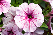 Petunia 'Famous White Rose Vein'