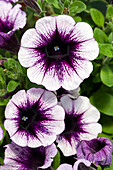 Petunia cultivars 'Famous' sel® 'Violet Dark Eye '12'