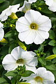 Petunia Famous White