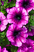 Petunia 'AlpeTunia® Blueberry'