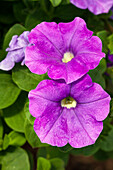 Petunia cultivars 'AlpeTunia®' sel® 'Light Blue'