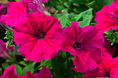 Petunia 'AlpeTunia® Hot Pink'