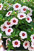 Calibrachoa 'MiniFamous™ Neo Salmon Pink Eye'