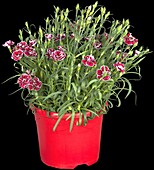 Dianthus 'Capitán'®