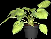 Hosta