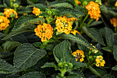 Lantana camara, yellow