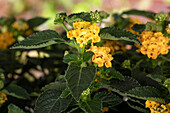 Lantana camara, yellow