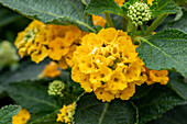 Lantana camara, gelb