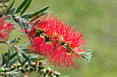 Callistemon 'Masotti'