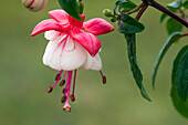 Fuchsia, pink-white