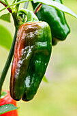 Capsicum annuum 'Snack Pepper