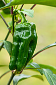 Capsicum annuum 'Snack-Paprika'