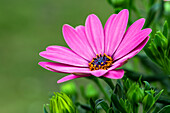 Osteospermum, rosa