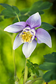 Aquilegia caerulea, purple