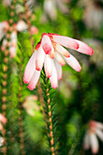 Erica cerinthoides