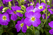 Aubrieta x cultorum, purple