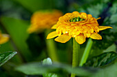 Ranunculus ficaria 'Collarette'