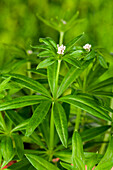 Galium odoratum