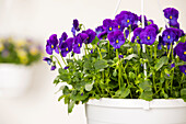 Viola cornuta, violett