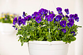 Viola cornuta, violet
