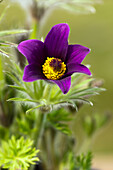 Pulsatilla vulgaris, violett