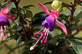 Fuchsia