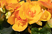 Begonia elatior, gelb