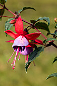 Fuchsia, red-purple