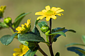 Sanvitalia procumbens, gelb