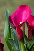 Zantedeschia aethiopica, rot