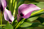 Zantedeschia aethiopica, purple